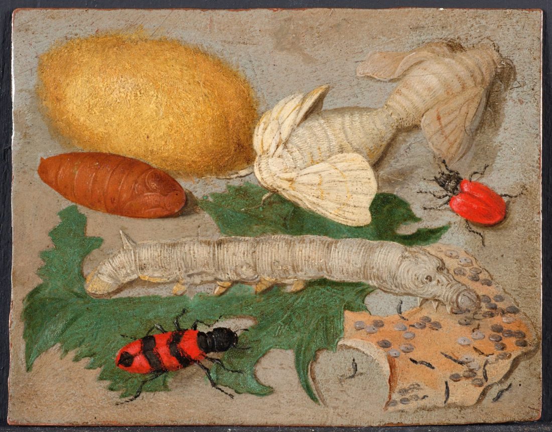 Metamorphosen eines Seidenspinners