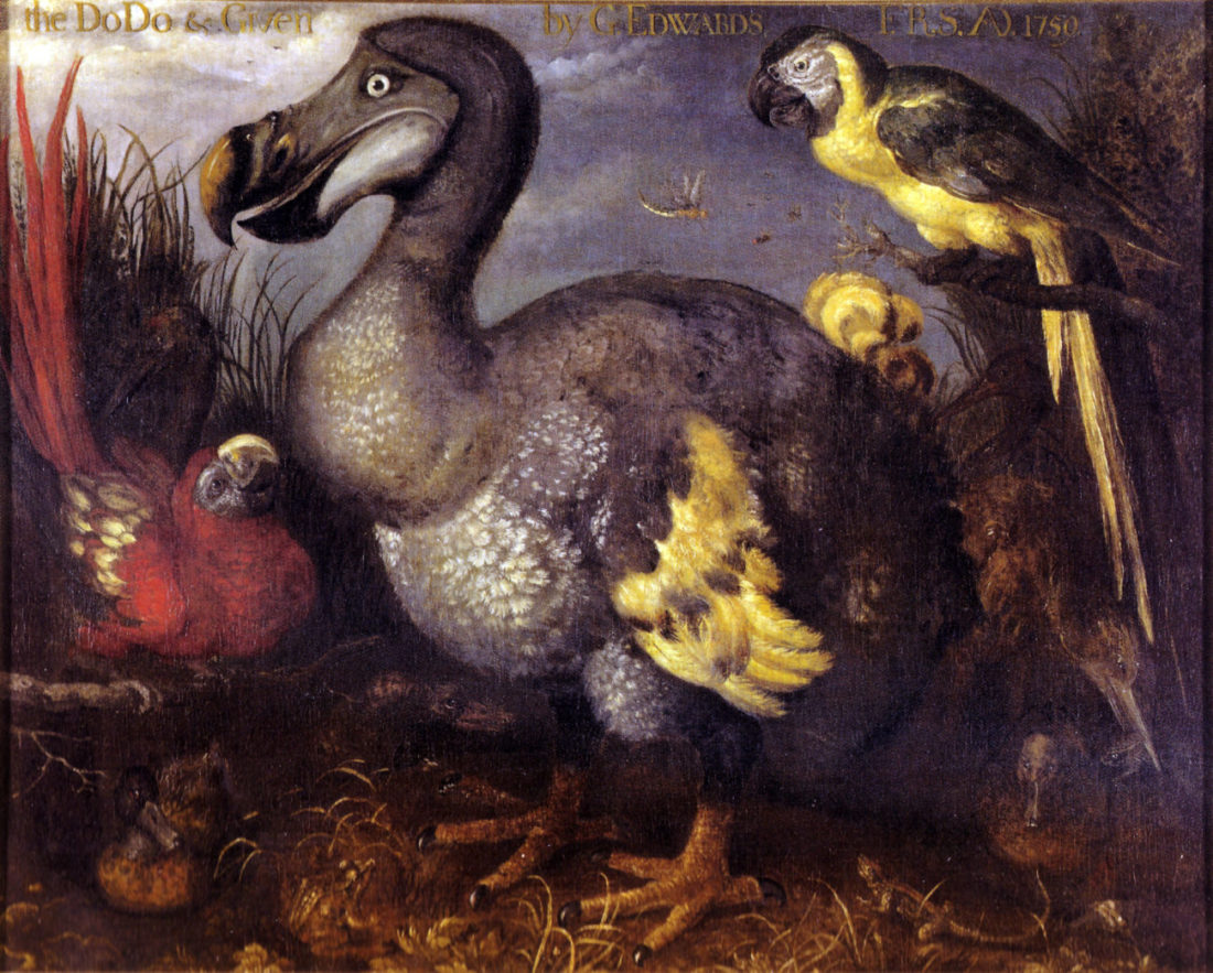 Roelant Savery Dodo